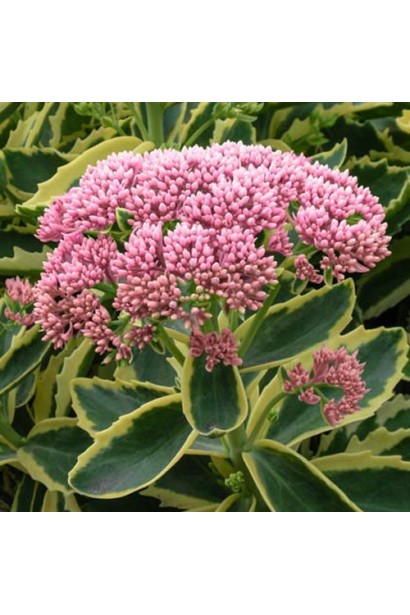 Очиток Елсіс Голд - компактна рослина з золотисто-жовтим листям.